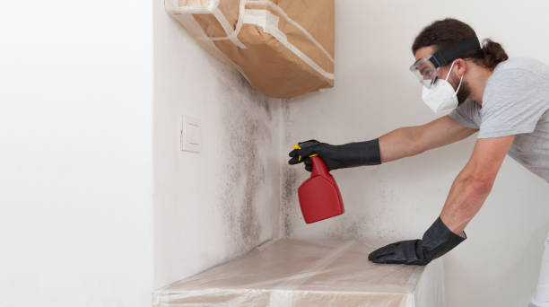Professional Mold Removal technician working in Drake, CO